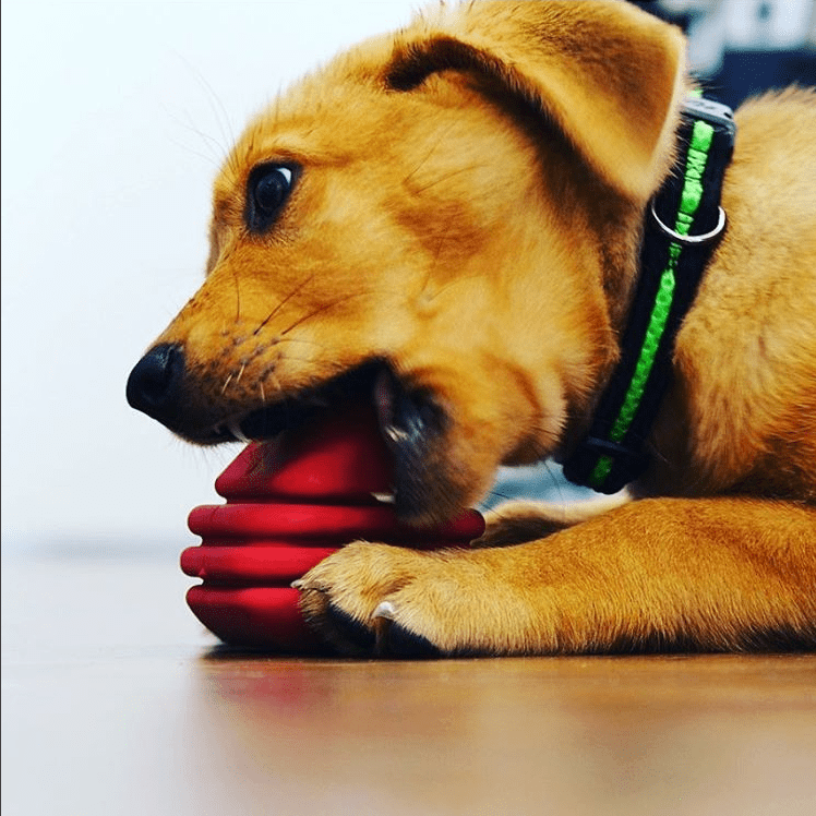 Heart On A String Dog Toy Durable Rubber Tug Toy For Large - gallery image 10