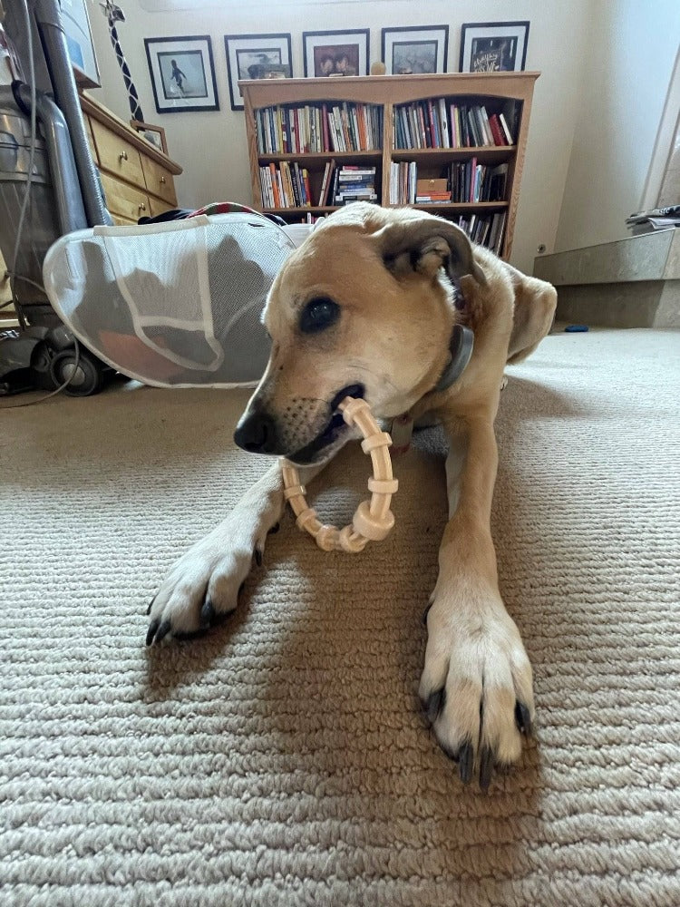 Chicken Flavored Teething Ring For Puppies Aggressive USA - gallery image 7
