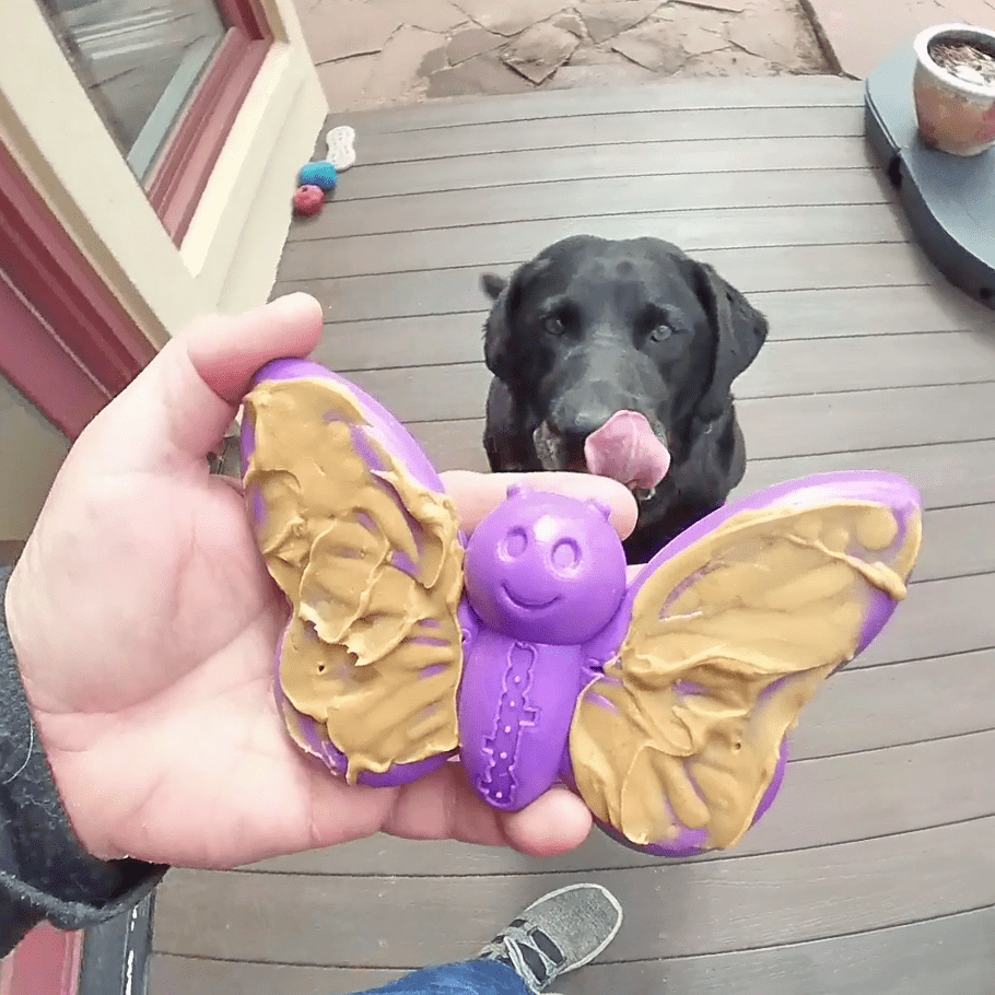 Butterfly Nylon Chew Enrichment Toy 2 In 1 For Aggressive - gallery image 8