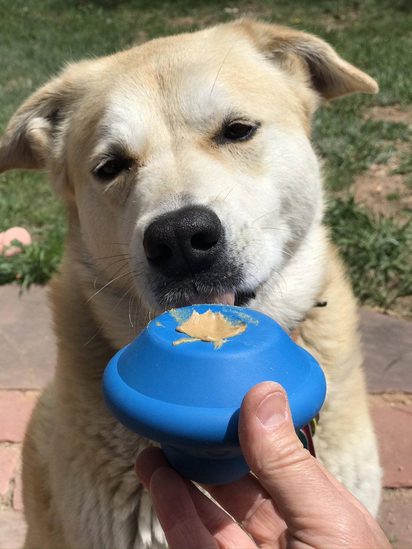Flying Saucer Dog Toy Durable Ufo Chew Toy Treat Dispenser - gallery image 5