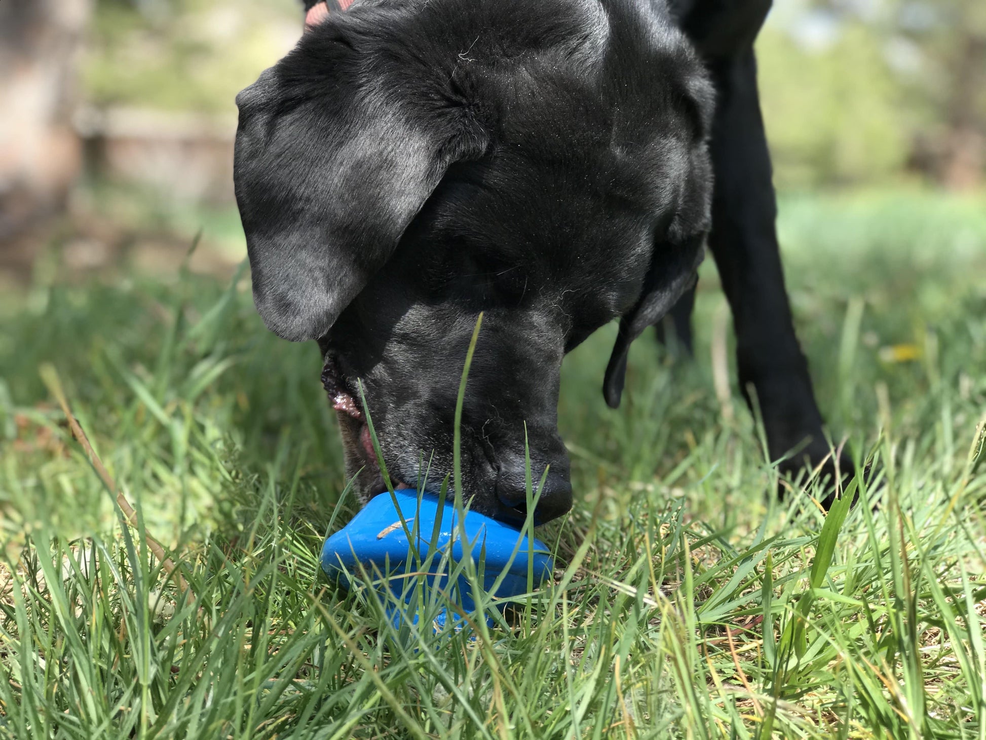 Flying Saucer Dog Toy Durable Ufo Chew Toy Treat Dispenser - gallery image 7