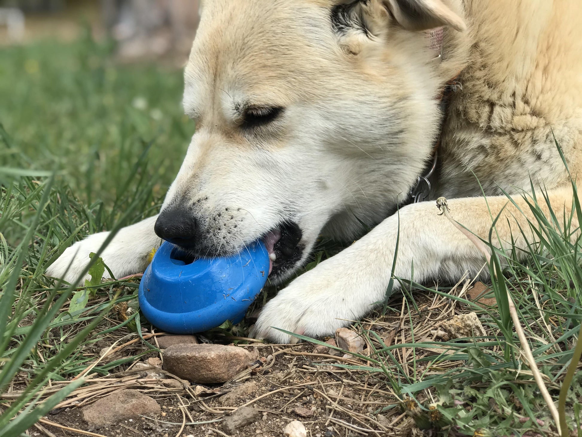 Flying Saucer Dog Toy Durable Ufo Chew Toy Treat Dispenser - gallery image 6