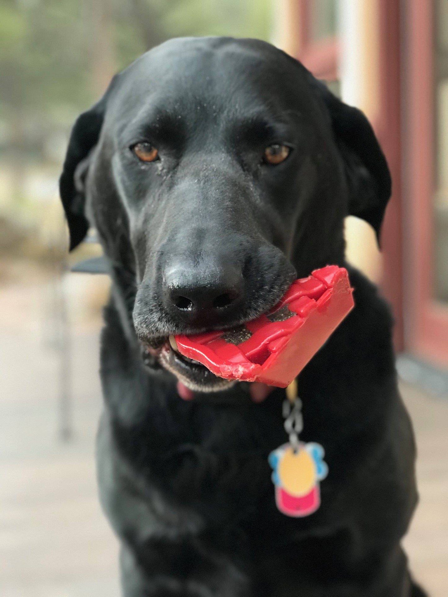Cherry Pie Nylon Dog Chew Toy For Aggressive Chewers USA Dog - gallery image 6
