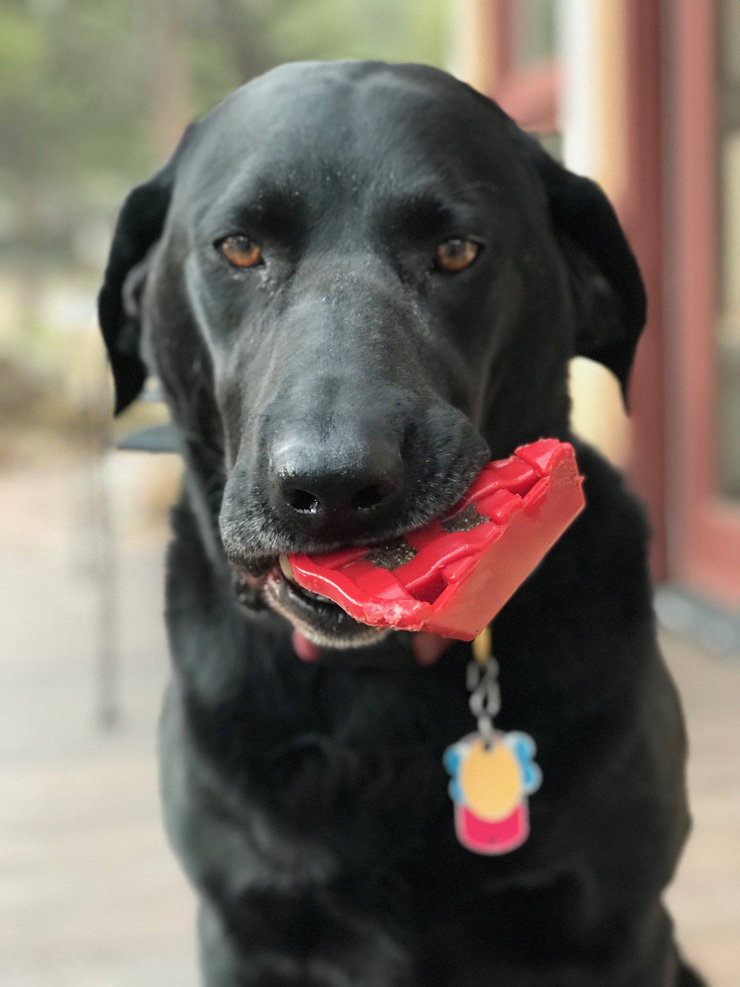 Cherry Pie Nylon Dog Chew Toy For Aggressive Chewers USA Dog - gallery image 6