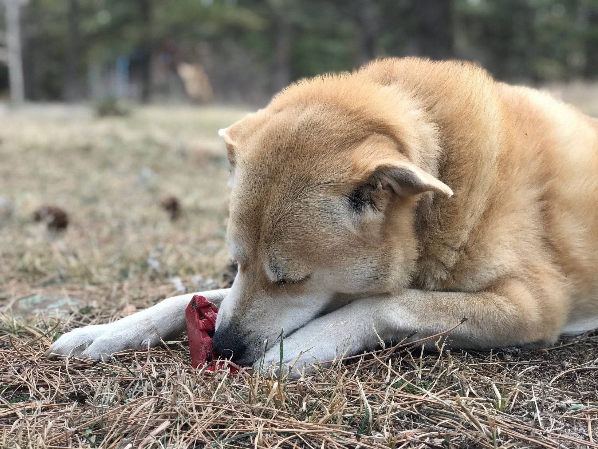 Cherry Pie Nylon Dog Chew Toy For Aggressive Chewers USA Dog - gallery image 10