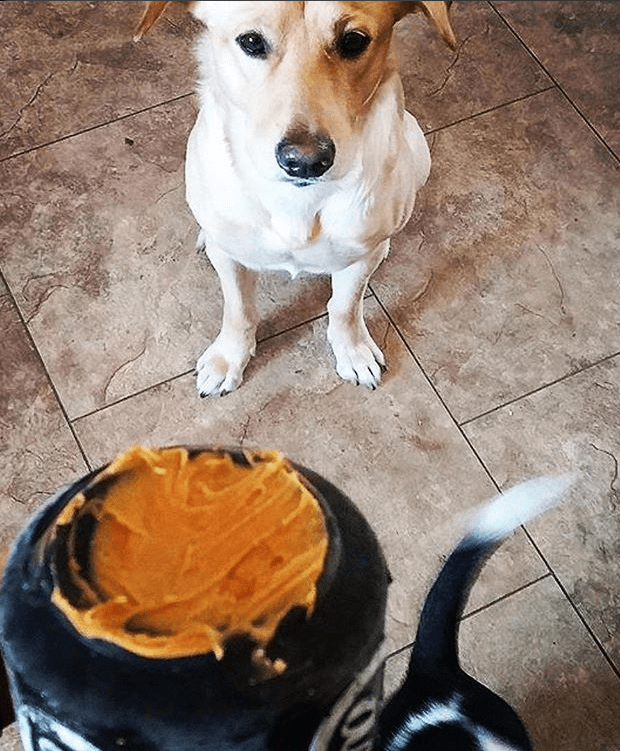 Magnum Can Toy Rubber Dog Chew Toy For Extreme Chewers Treat - gallery image 8
