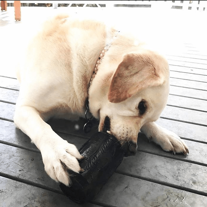 Magnum Can Toy Rubber Dog Chew Toy For Extreme Chewers Treat - gallery image 14