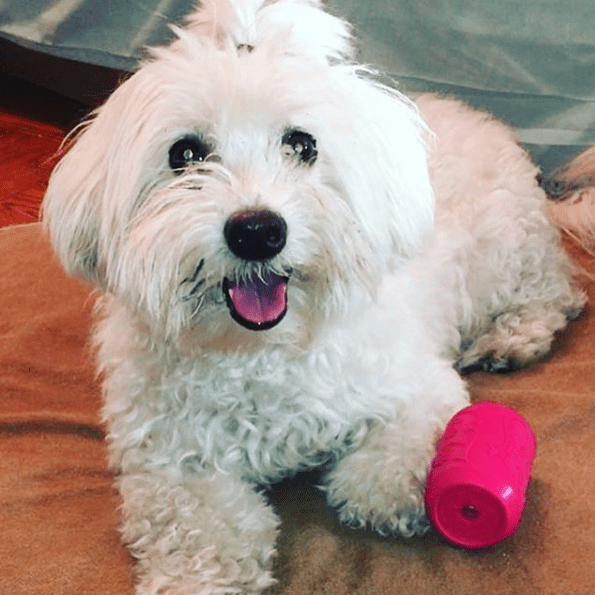 Puppy Can Toy Rubber Chew Toy For Teething Puppies Treat USA - gallery image 6