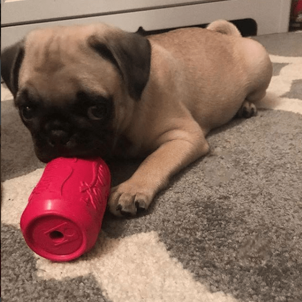 Puppy Can Toy Rubber Chew Toy For Teething Puppies Treat USA - gallery image 7