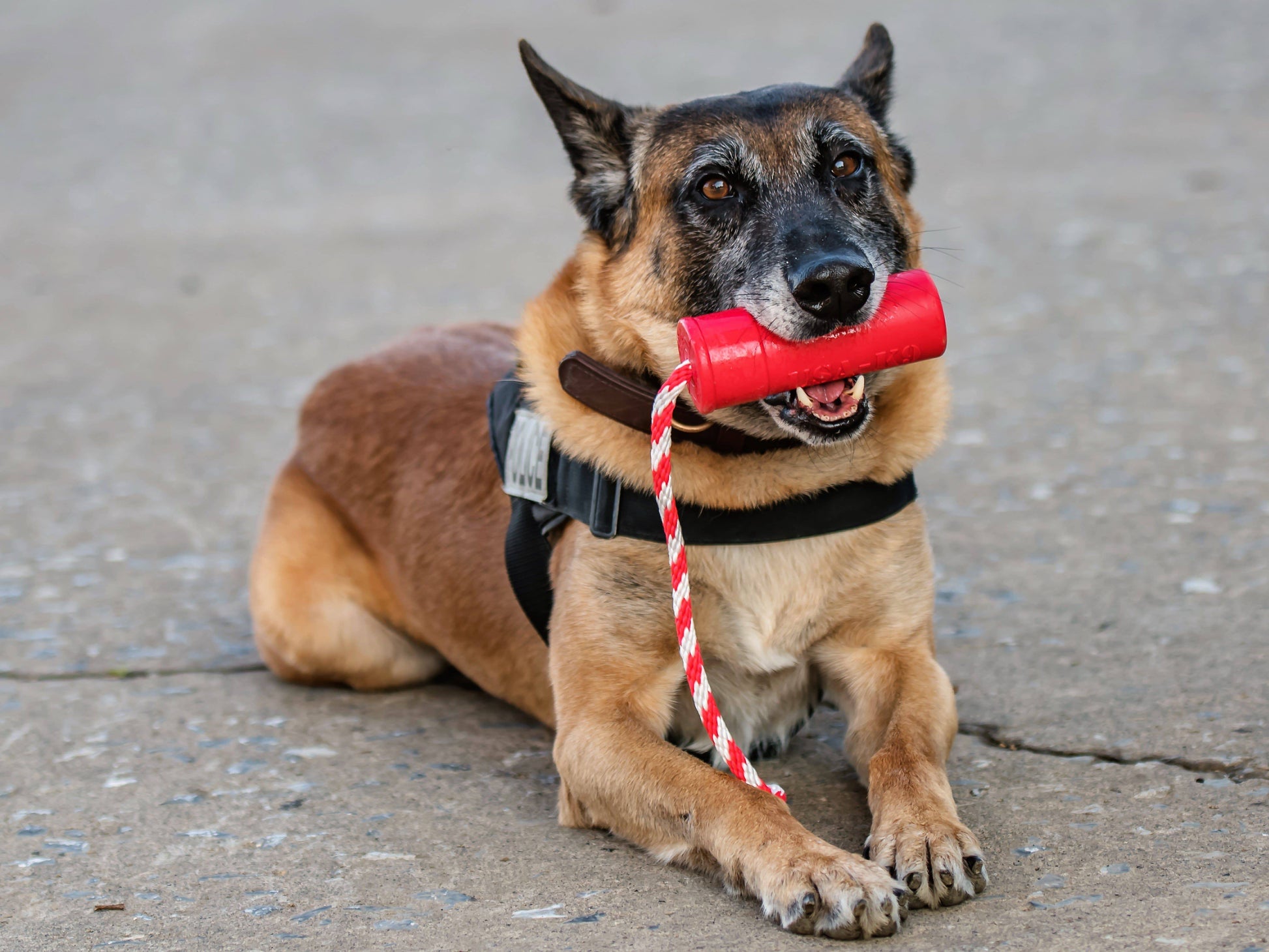 USA K9 Firecracker Floating Training Dummy K9 Handler Reward - gallery image 10