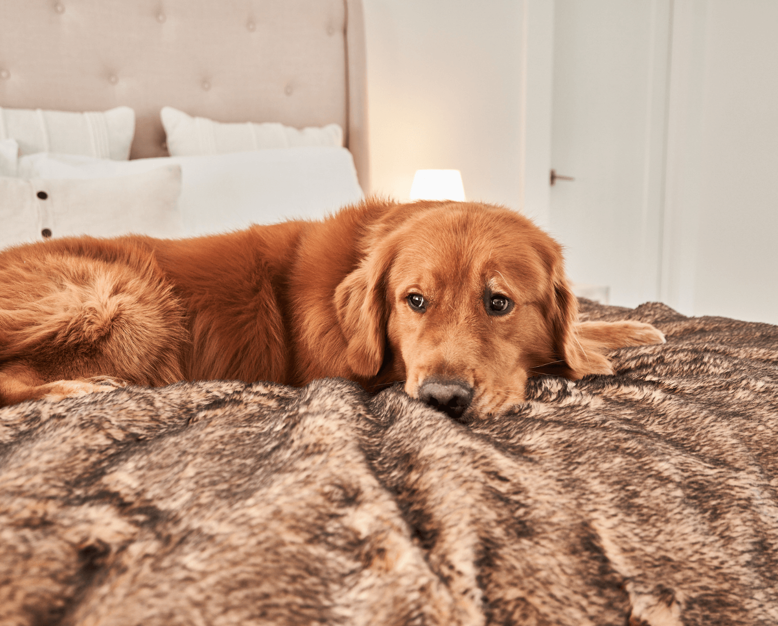 Pupprotector Summer Short Fur Waterproof Throw Blanket Tan - gallery image 9