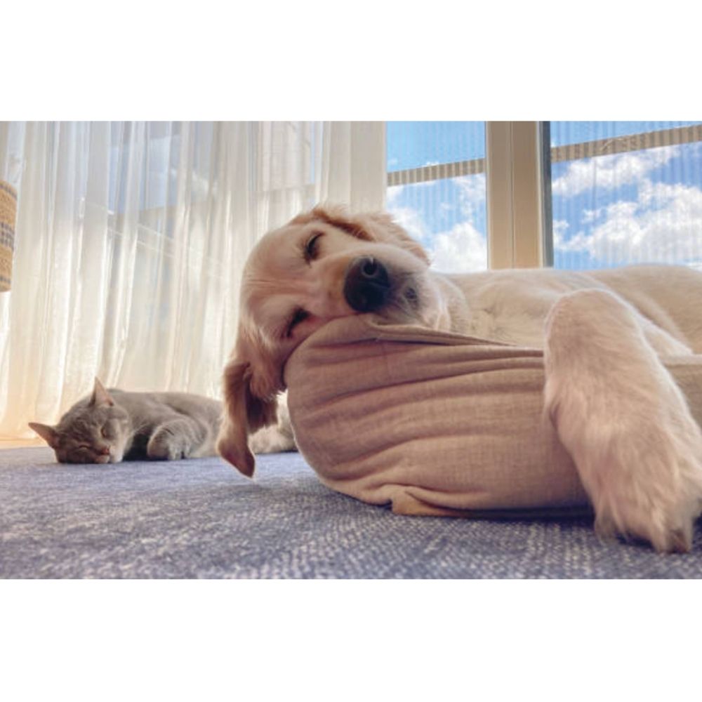 Cat Treats UBAVET UBACALM Calming Soft Chews Cats Natural - gallery product image for cat treats
