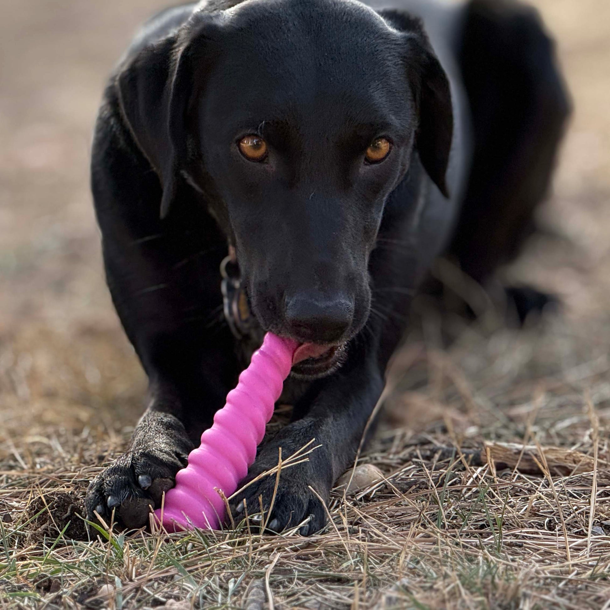 Unicorn Horn Nylon Dog Chew Toy Durable For Aggressive Dog - gallery image 5