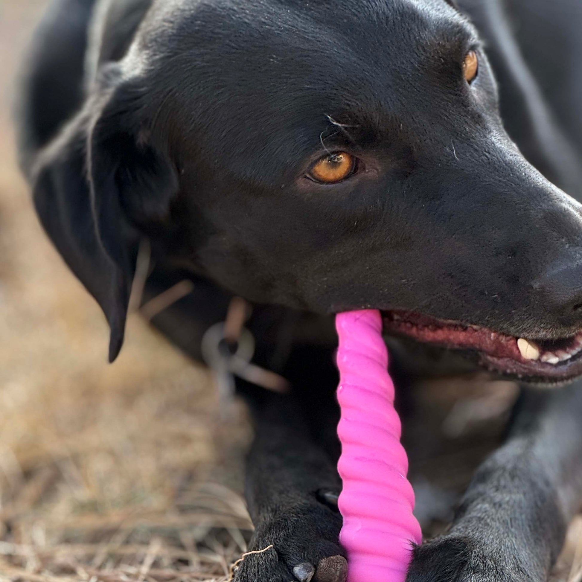Unicorn Horn Nylon Dog Chew Toy Durable For Aggressive Dog - gallery image 6