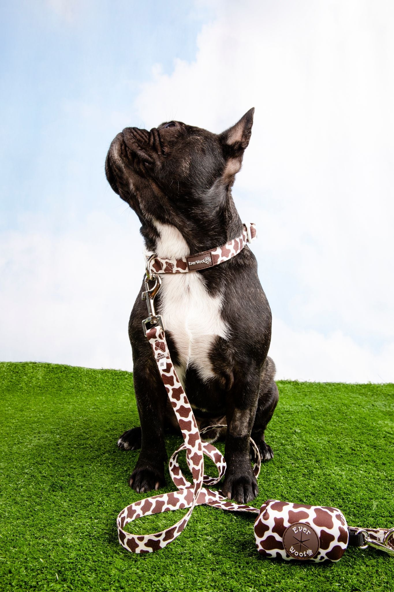 Pet Collar Collar Chocolate Cow Collar for for Daily Use - lifestyle product image for pet collar