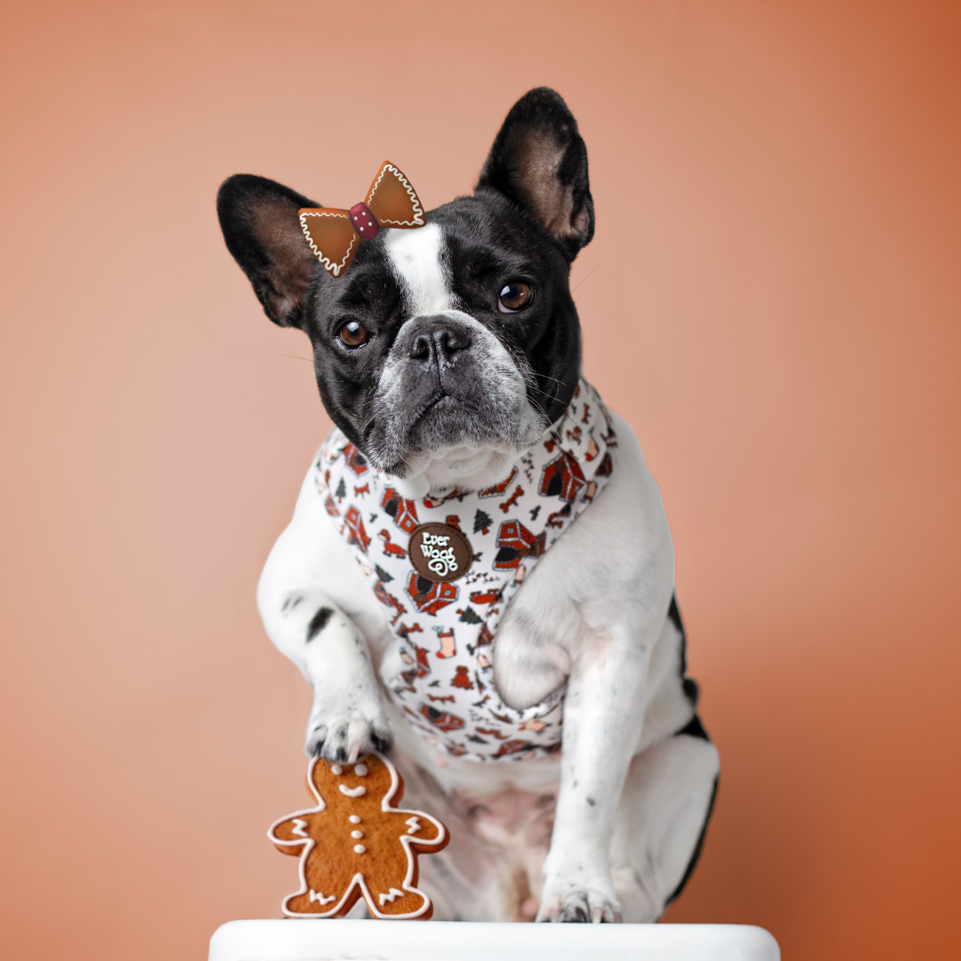 Pet Harness Harness Oh Snap Adjustable Harness for Daily Use - close up product image for pet harness